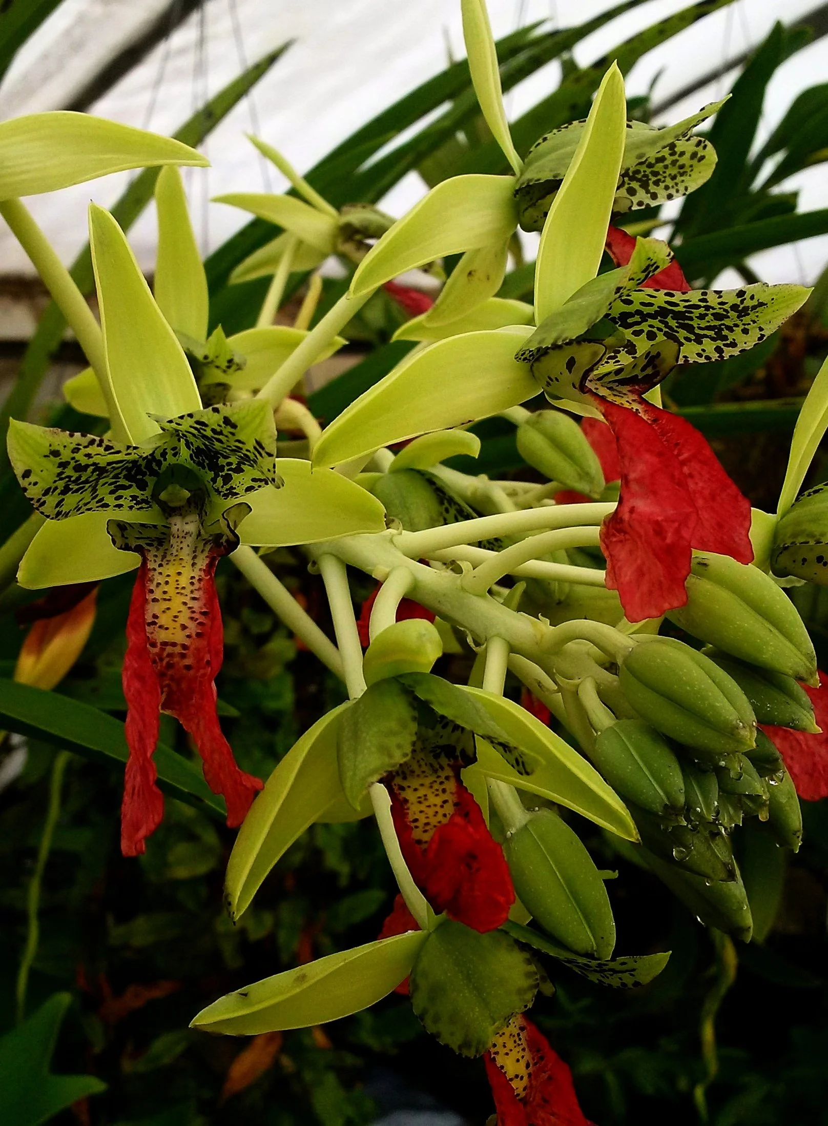 Platycerium madagascariense - Waffles and Dream — Exotica Esoterica